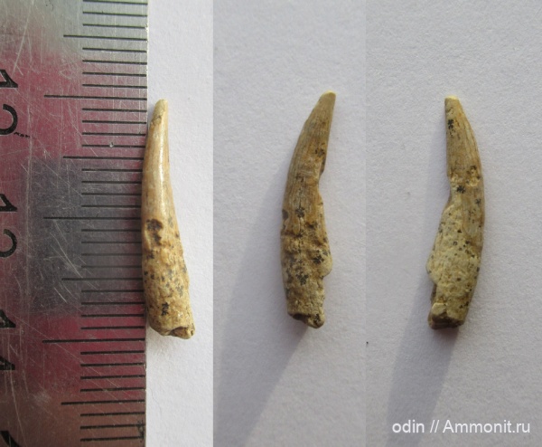 птерозавры, Ornithocheiridae, Pterosauria