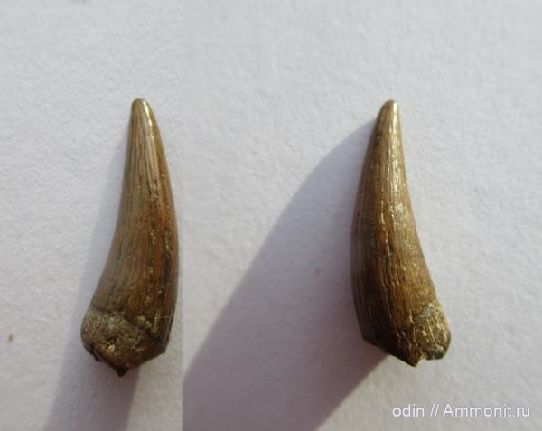 зубы, плезиозавры, сеноман, Elasmosauridae, Тамбовская область