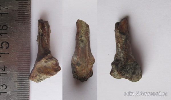 мел, птицы, сеноман, Птица