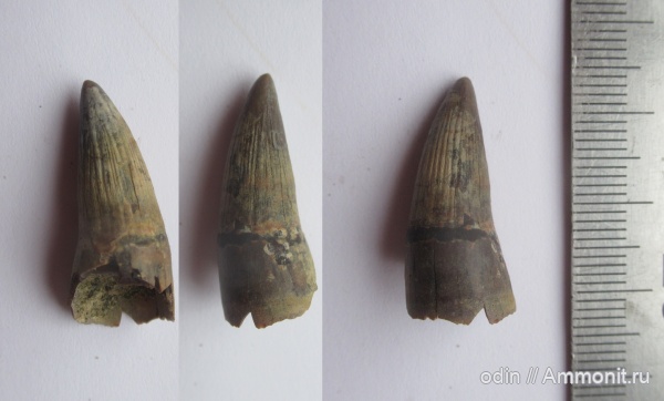 рептилии, мел, водные рептилии, ихтиозавры, зубы, Platypterygius, зубы рептилий