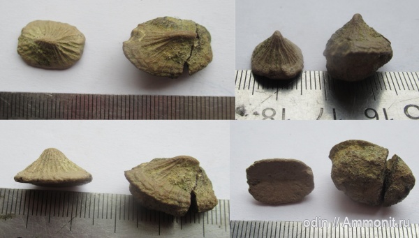 скаты, кампан, шипы, dermal denticle