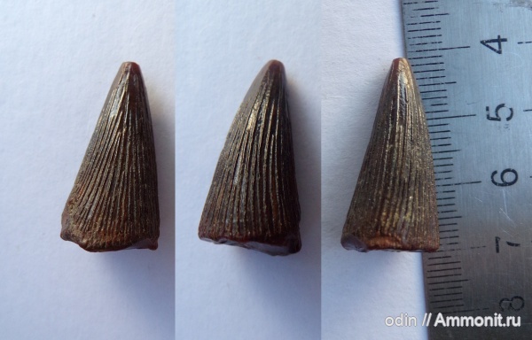 мел, водные рептилии, плиозавры, сеноман, Polyptychodon