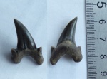 Dwardius Dwardius