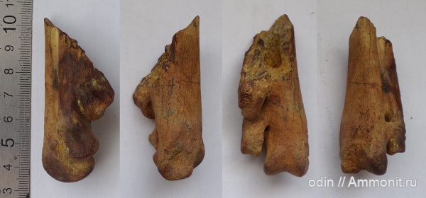 птицы, Hesperornis, гесперорнисы, tarsometatarsus