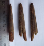 ростр Ramphoichthys