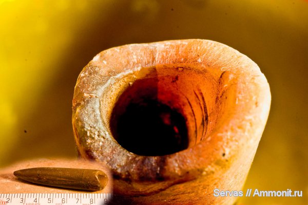 белемниты, ростры, belemnites