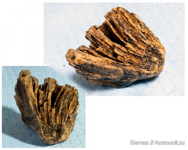 карбон, губки, Chaetetes