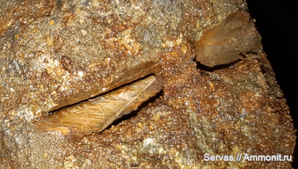 юра, мезозой