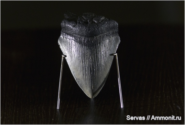 неоген, акулы, мегалодон, кайнозой