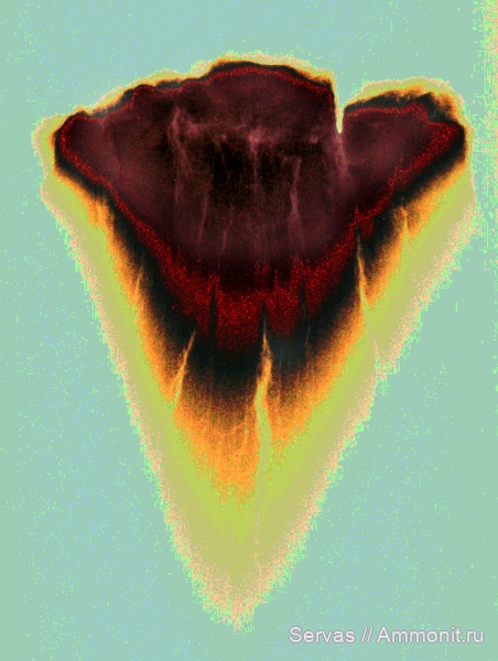 неоген, акулы, мегалодон, кайнозой