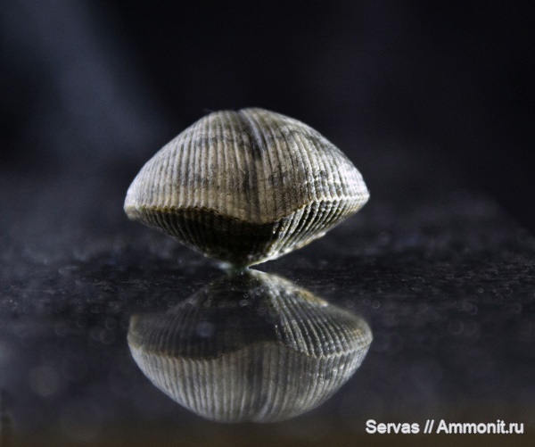 брахиоподы, карбон