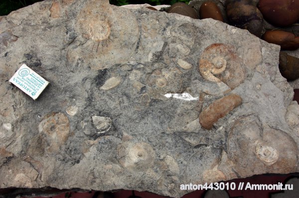 аммониты, юра, Kashpurites, Ammonites, Jurassic