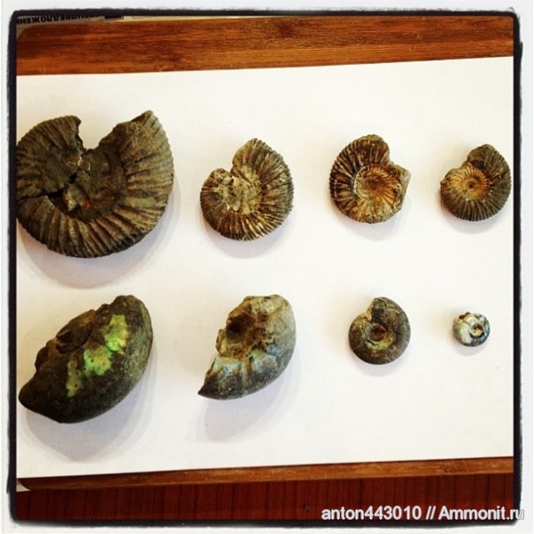 аммониты, юра, Craspedites, Кашпир, Ammonites, Jurassic
