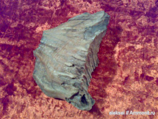 мамонты, Mammuthus