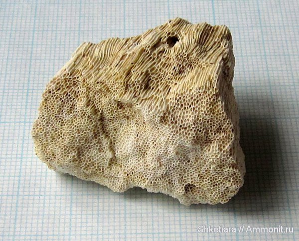 карбон, Домодедово, хететес, Chaetetes, Домодедовский карьер, Porifera