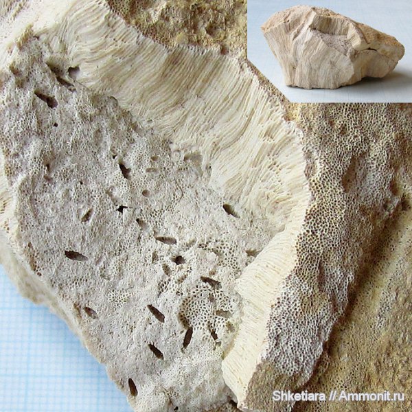 карбон, Домодедово, хететес, Chaetetes, фораминиферы, Домодедовский карьер, Porifera, Foraminifera