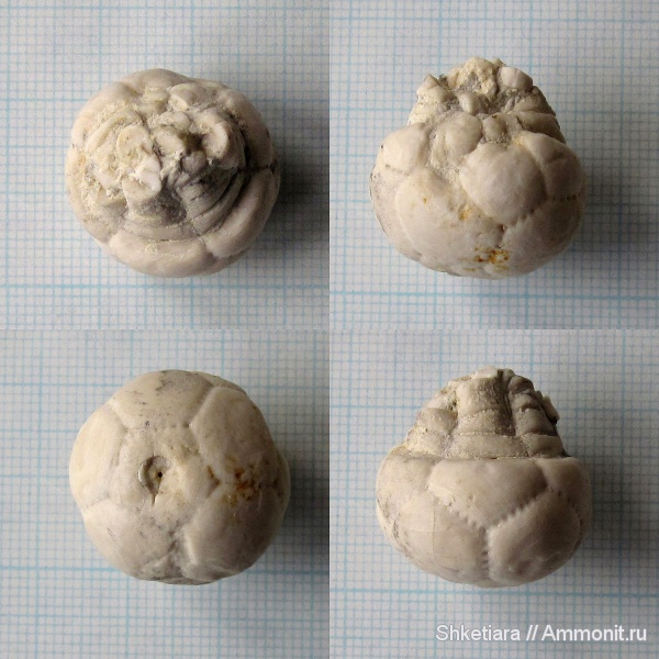 морские лилии, карбон, Домодедово, Домодедовский карьер, Cromyocrinus, Crinoidea, Cromyocrinus simplex, Cromyocrinidae