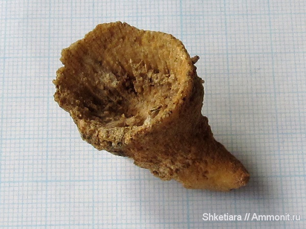 карбон, кораллы, Домодедово, ругозы, Домодедовский карьер, Rugosa, Tetracoralla