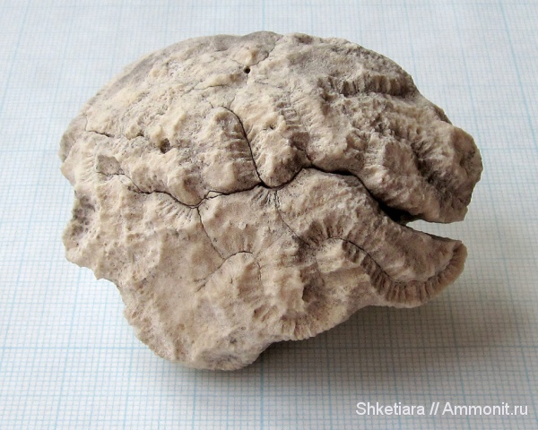 юра, кораллы, Anthozoa, шестилучевые кораллы, Scleractinia, Hexacoralla, гора Фишт, Jurassic