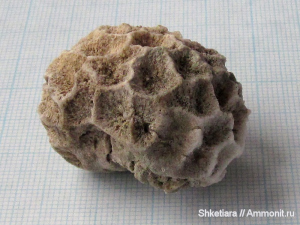 юра, кораллы, Anthozoa, шестилучевые кораллы, Scleractinia, Hexacoralla, гора Фишт, Jurassic