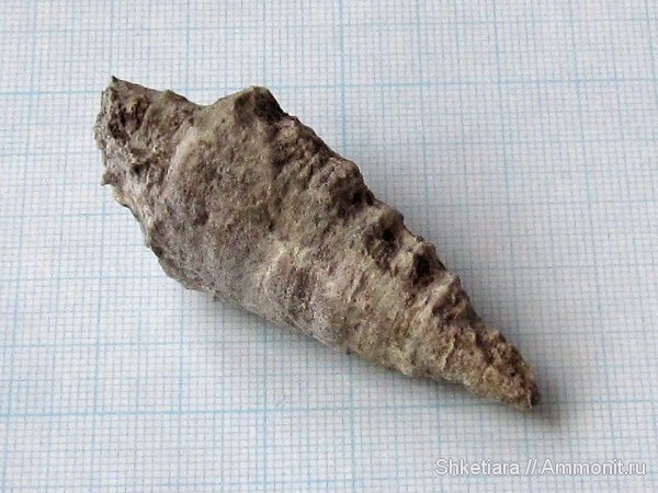 гастроподы, юра, Nerineidae, Gastropoda, гора Фишт, Jurassic