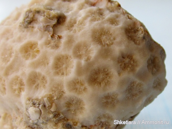 юра, кораллы, Anthozoa, шестилучевые кораллы, Scleractinia, Hexacoralla, гора Фишт, Jurassic