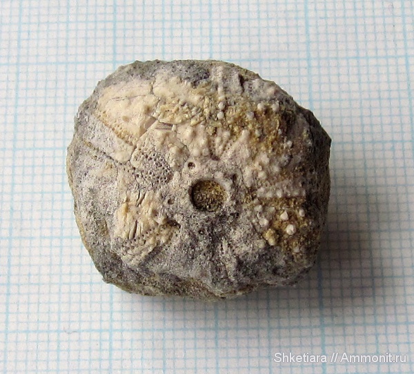 морские ежи, юра, Echinoidea, гора Фишт, Jurassic