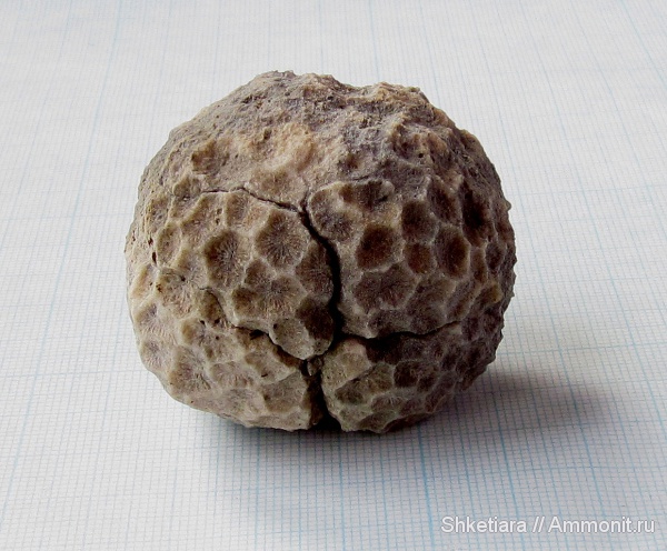 юра, кораллы, Anthozoa, шестилучевые кораллы, Scleractinia, Hexacoralla, гора Фишт, Jurassic