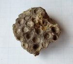Коралл Hexagonaria