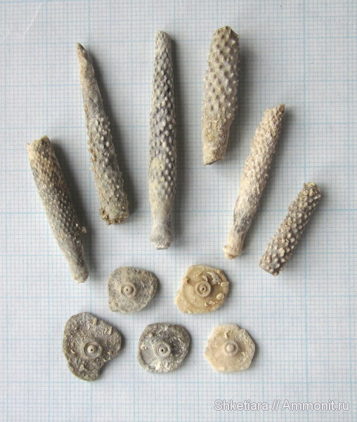 морские ежи, карбон, Домодедово, Archaeocidaris, Echinoidea, Домодедовский карьер, Cidaroida, иглы морских ежей