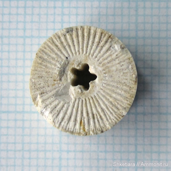 морские лилии, карбон, Домодедово, Домодедовский карьер, членики морских лилий, Crinoidea