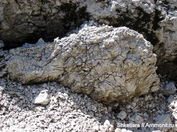 юра, кораллы, Anthozoa, гора Фишт, Jurassic