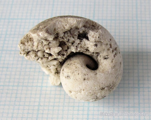 гастроподы, карбон, Домодедово, беллерофоны, Bellerophon, Домодедовский карьер, ядра, Gastropoda