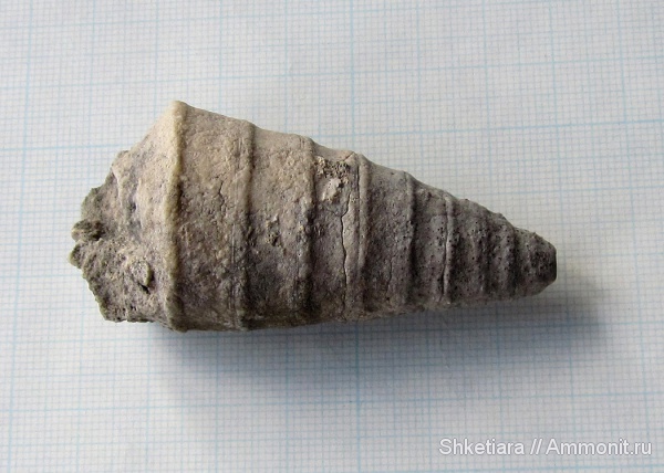 гастроподы, юра, Nerineidae, Gastropoda, гора Фишт, Jurassic