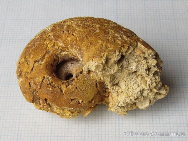 гастроподы, карбон, Домодедово, беллерофоны, Bellerophon, Домодедовский карьер, ядра, Gastropoda