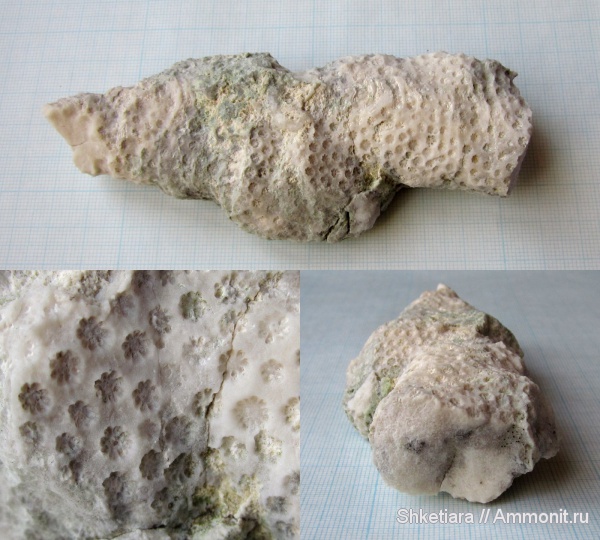 юра, кораллы, Anthozoa, Scleractinia, гора Фишт, Octoheliocoenia, Jurassic