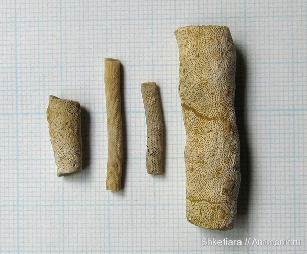 карбон, мшанки, Гжель, Tabulipora, Bryozoa, Ascopora, Rhomboporella