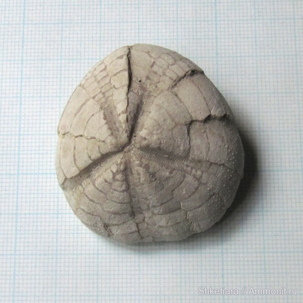 морские ежи, мел, Крым, Echinoidea, Micraster, Мичурино, Cretaceous