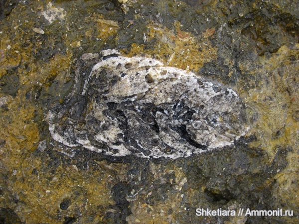 гастроподы, юра, Gastropoda, гора Фишт, Itieriidae, Itieria, Jurassic