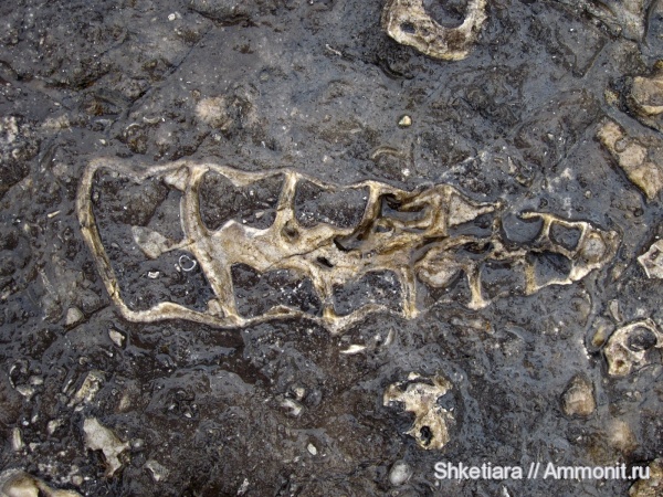 гастроподы, юра, Nerineidae, Cossmannea, Gastropoda, гора Фишт, Jurassic