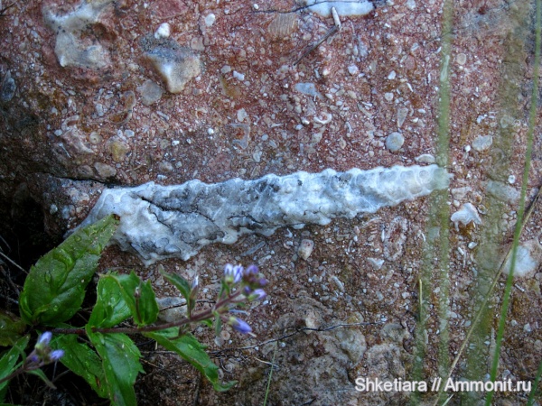 гастроподы, юра, Gastropoda, гора Фишт, Jurassic