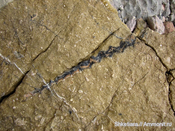 гастроподы, юра, Gastropoda, гора Фишт, Jurassic