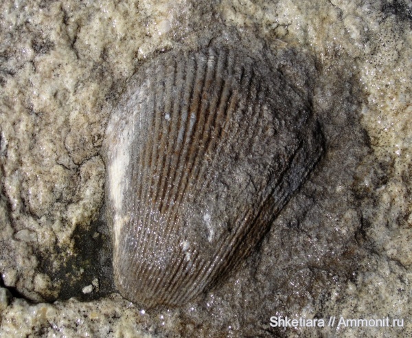 юра, двустворчатые моллюски, bivalvia, гора Фишт, Jurassic