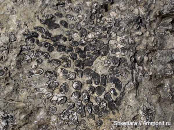 юра, кораллы, Anthozoa, Scleractinia, Hexacoralla, гора Фишт, Jurassic