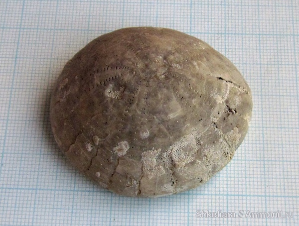 морские ежи, мел, мшанки, Крым, Echinoidea, Echinocorys, Мичурино, Cretaceous