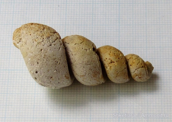 карбон, Домодедово, Palaeostylus, Домодедовский карьер, ядра