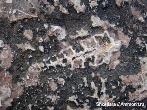 юра, верхняя юра, титон, Nerinea, Nerineidae, гора Фишт, Tithonian, Jurassic, Upper Jurassic