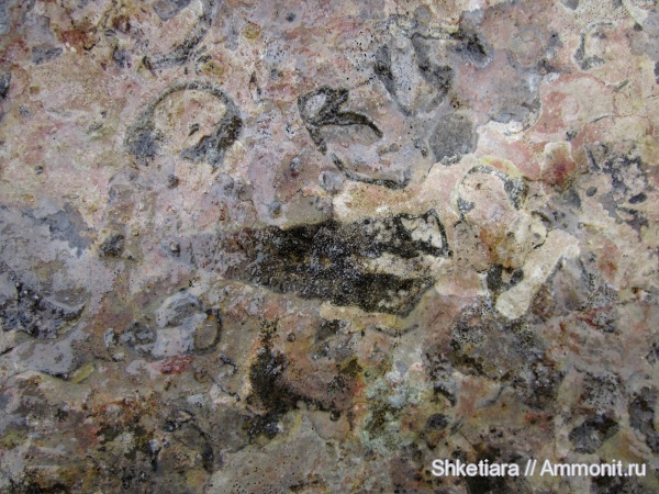 юра, верхняя юра, титон, Ptygmatis, Nerineidae, гора Фишт, Tithonian, Jurassic, Upper Jurassic