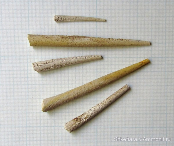 карбон, Домодедово, скафоподы, лопатоногие моллюски, Домодедовский карьер, ядра, Scaphopoda