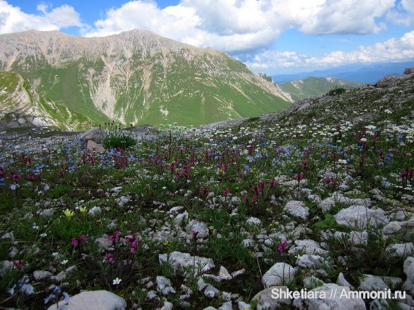 юра, волжский ярус, верхняя юра, титон, Адыгея, Кавказ, гора Фишт, Tithonian, Volgian, Jurassic, Upper Jurassic